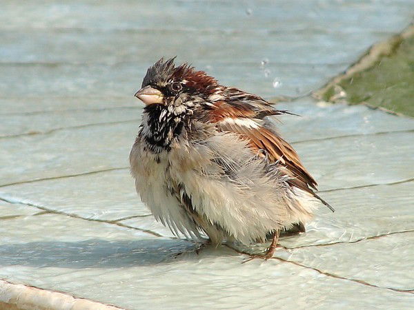 Клим Чугункин