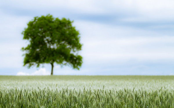 Алексей Плотников