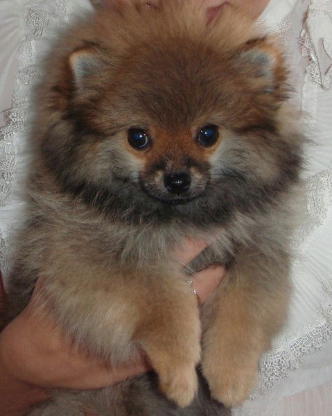 Лариса Харламова