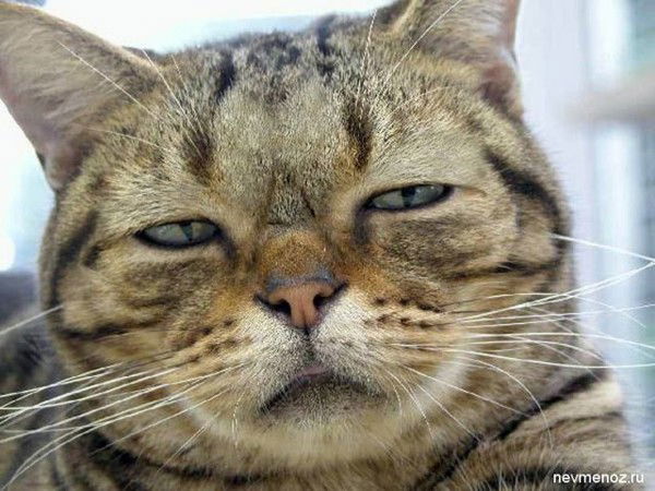 Сергей Коршиков