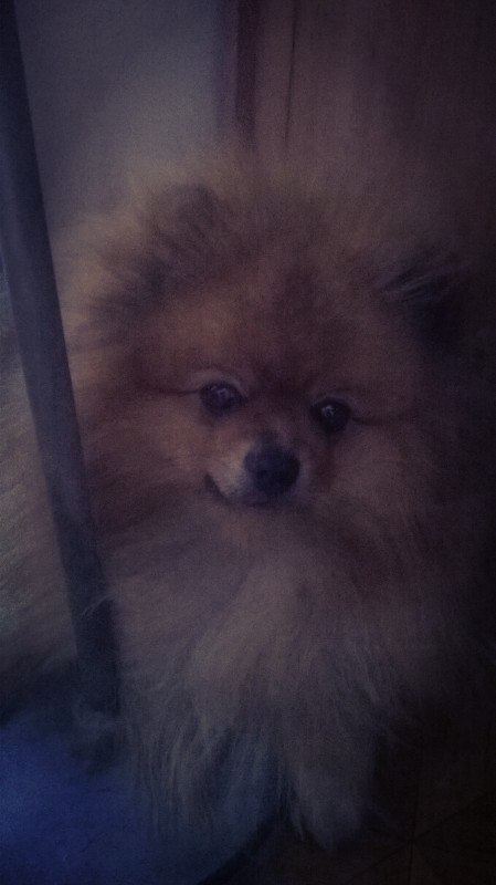 Дмитрий Гориньков