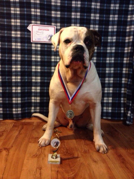 Айс Монтана