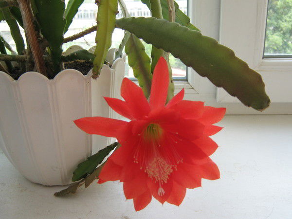 Марьяна Хабибова