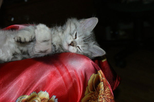 Галина Ступак