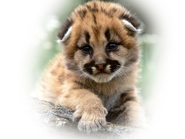 Лариса Шевченко