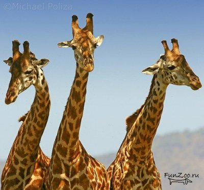 Яна Наконечная