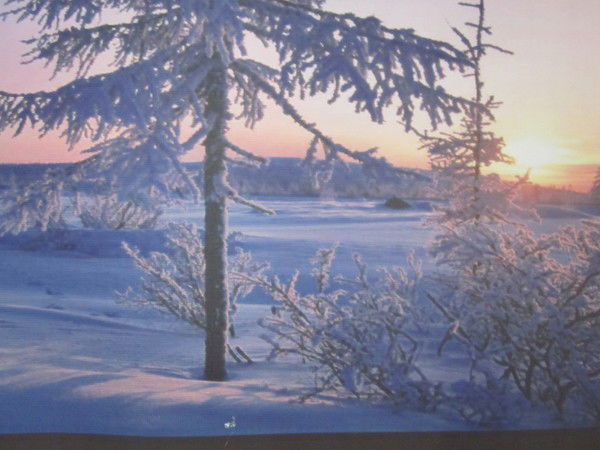 Чачыкей Маматова