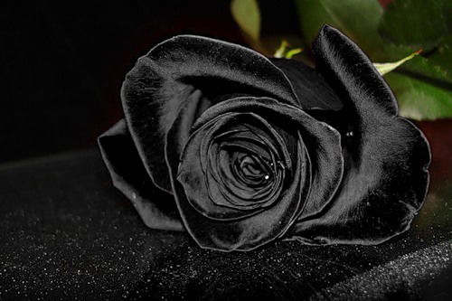 .... Black Rose