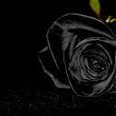 .... Black Rose