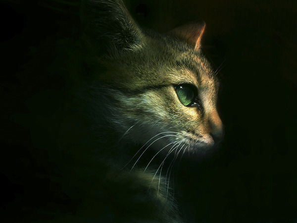 Рустам Бикеев