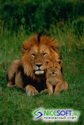 Сш №1 Т.алиева