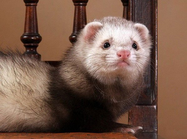 Елена Волкова