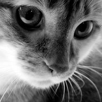 Уля Дахновская