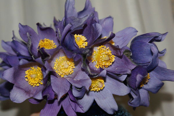 Лариса Бредихина