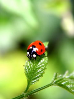 Оксана Киселева