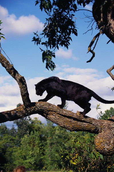 Оксана Куприянова