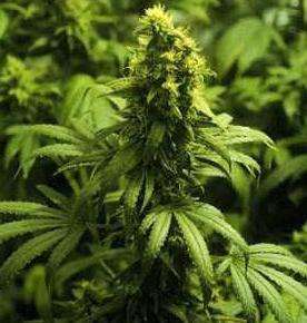 Виталий Купчик