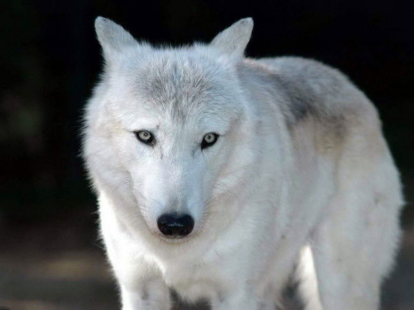 Виталий Алексеенко