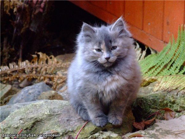 Валентина Свиридова