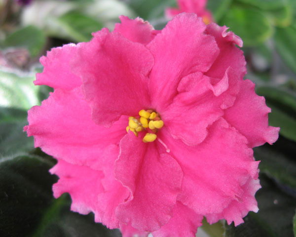 Жилина Светлана