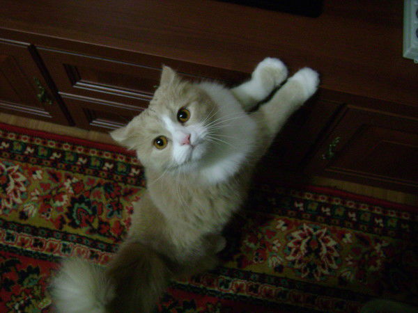 Валентина Воронова