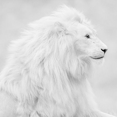 Настя Килина