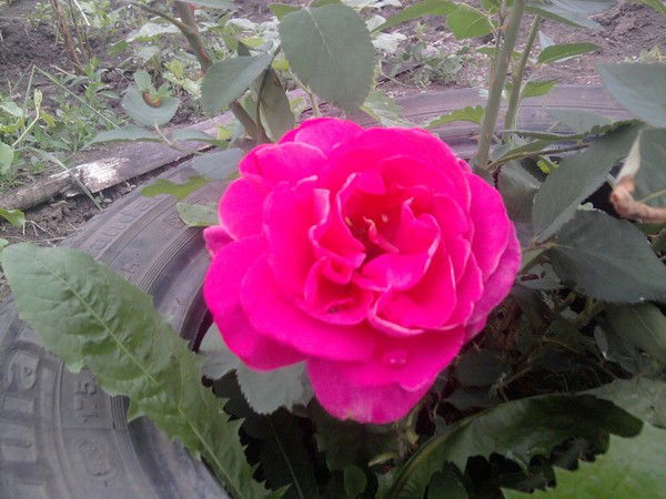 Галина Серажим