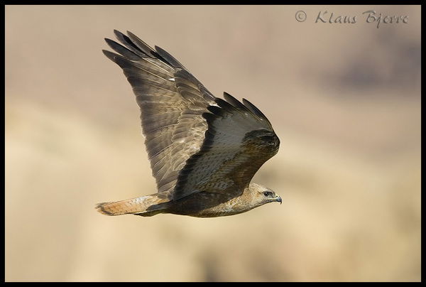 Василий Петрухин