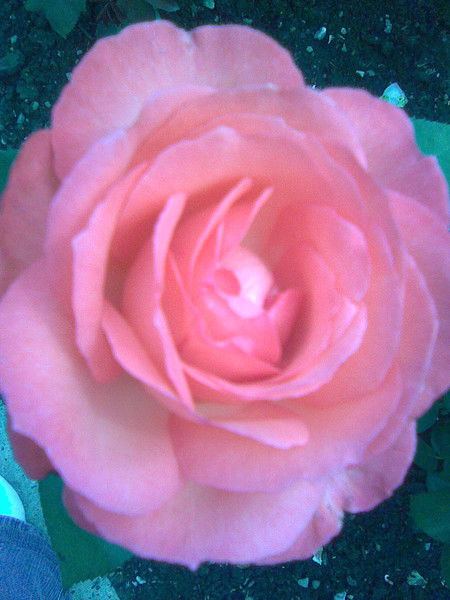 Анна Ранковская