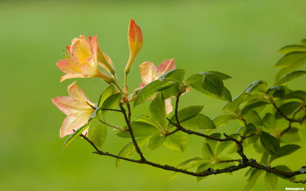 Светлана Завьялова