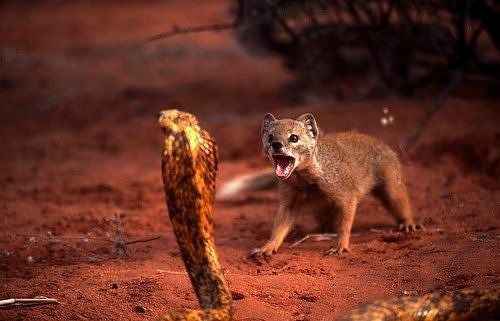 Анжела Татаринова