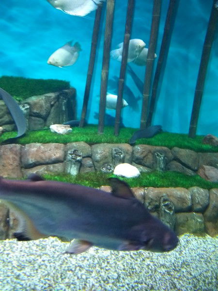 Галина Рязанцева