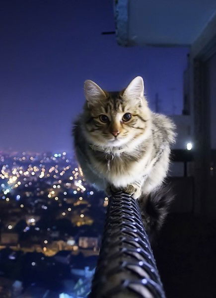 Андрей Воронецкий