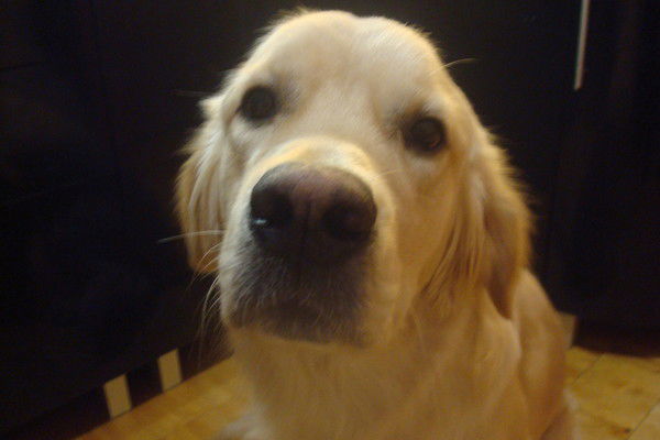 Алексей Лешуков