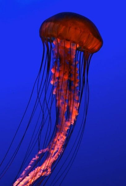 Аня Густинович