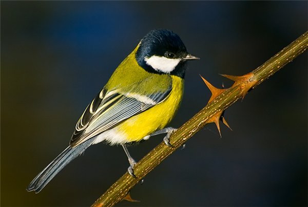 Татьяна Аносова