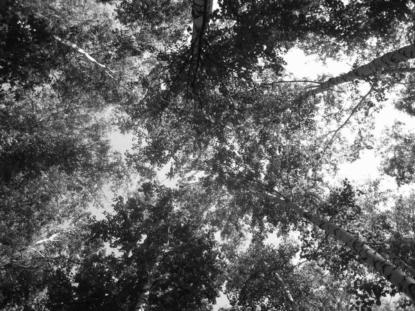 Георгий Нерубайский