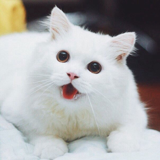 Анастасия Романова