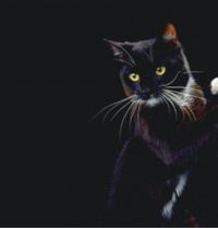 Алиса Солнцева