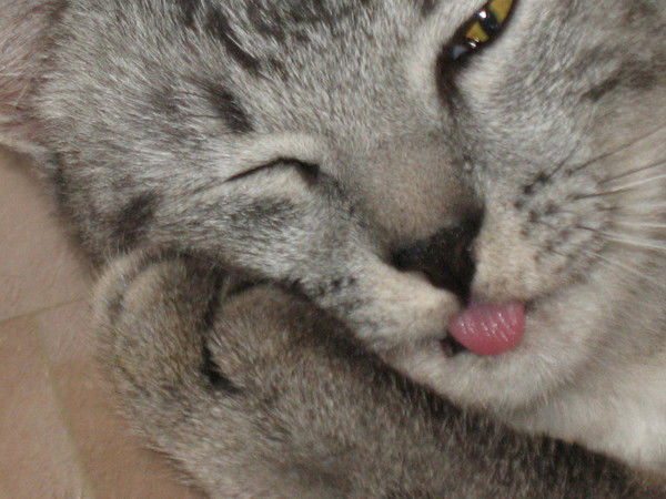 Володя Перешеин