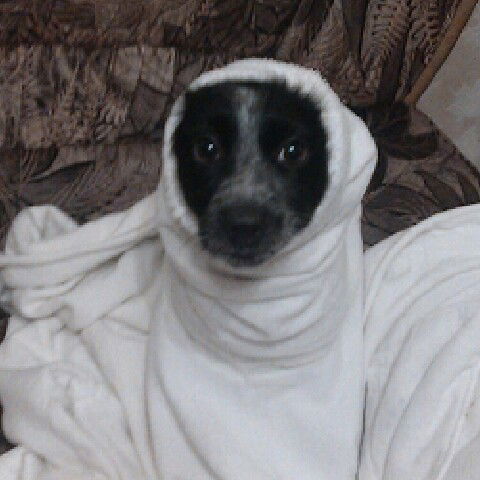 Александр Гайдай