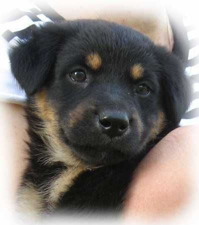 Саша Яловая