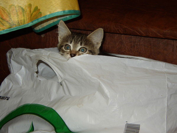 Александр Шувалов