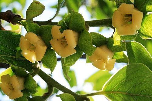 ღ✿ღ Елена ღ✿ღ