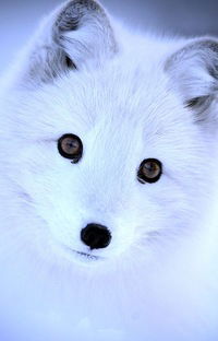 Катя Литвякова