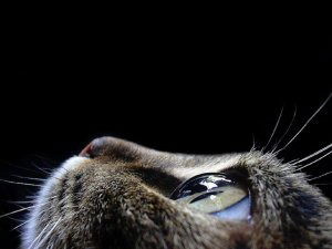 Елена Орлова