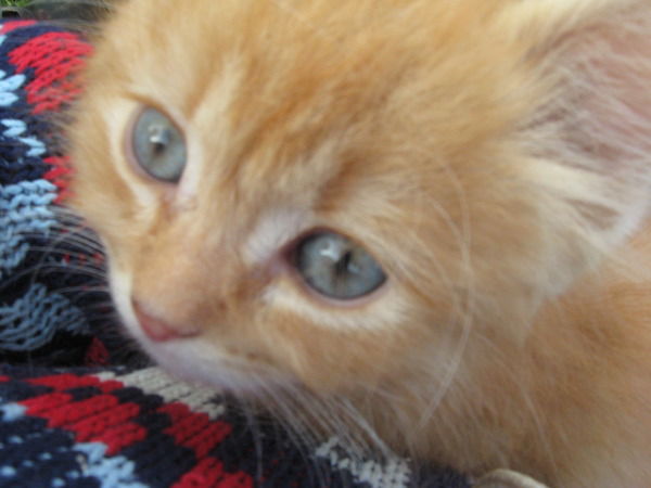 Михаил Булгакоф