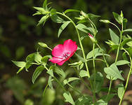 Мастер Ноу Дпо