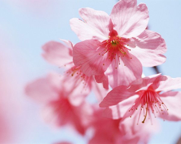 Оля Муксинова