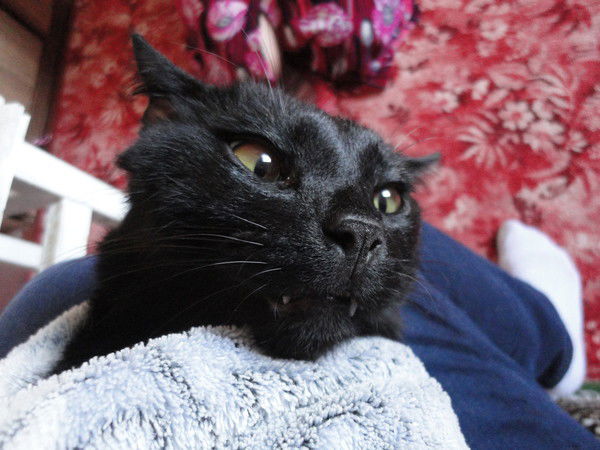 Павел Шибаев